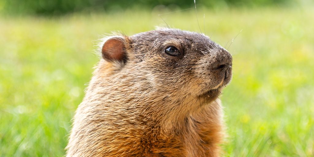 Groundhog