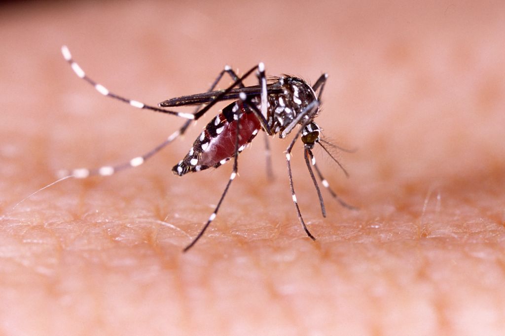 Mosquito battle