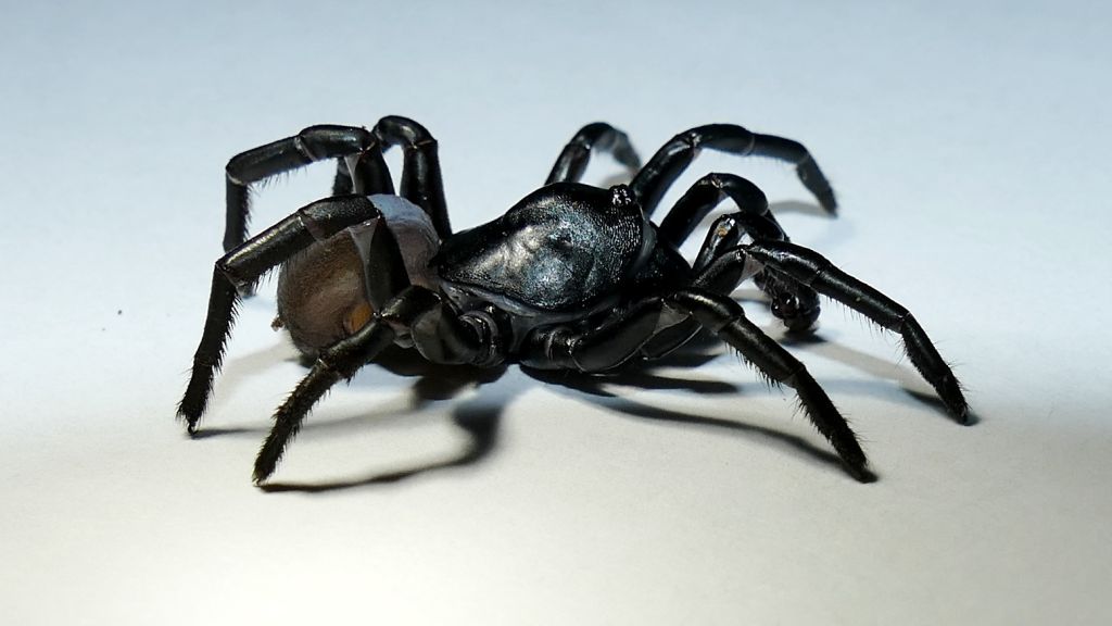 Mysterious spider found in South Florida identified as new species