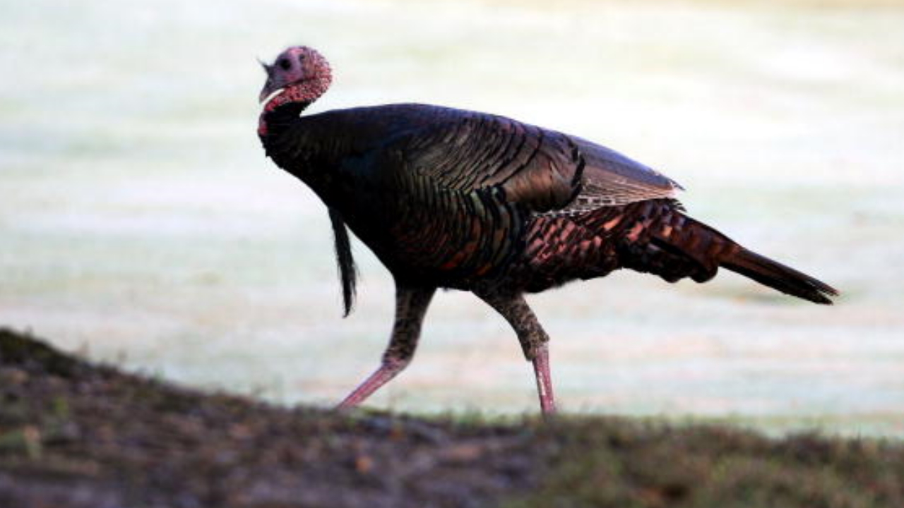 Turkey pardoned: