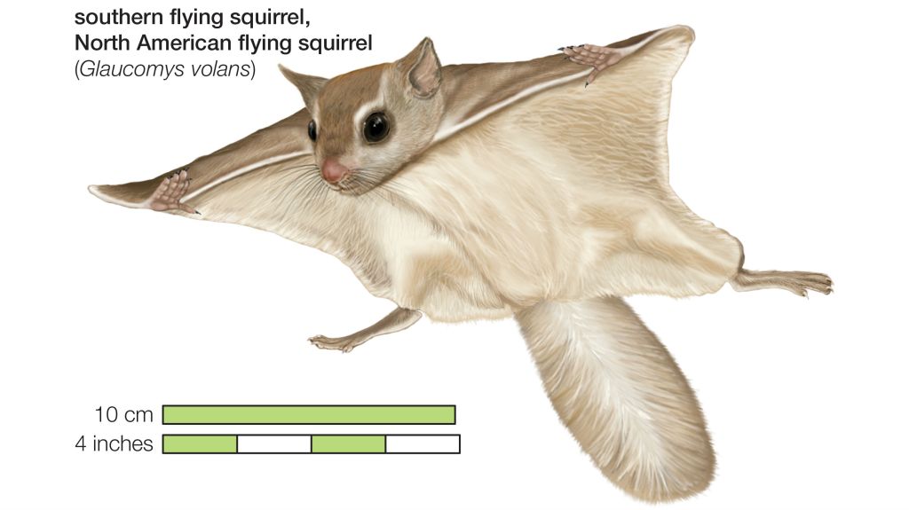Flying squirrel smuggling ring