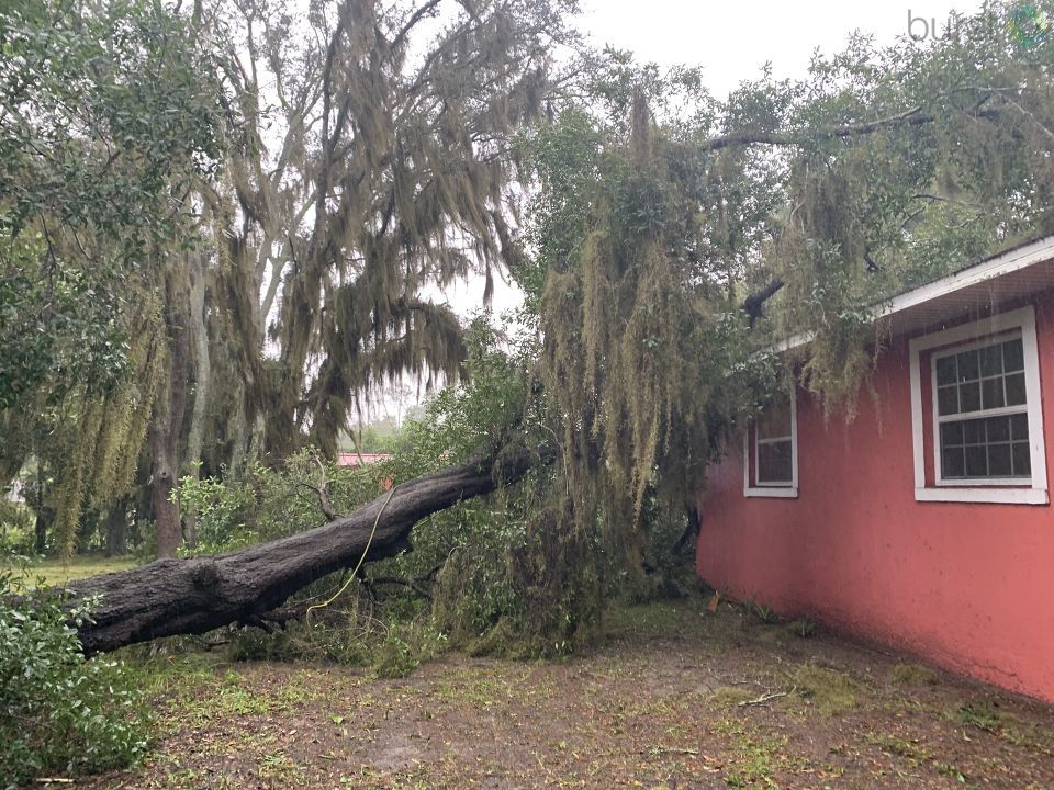 Road tree down in Lake Sparling