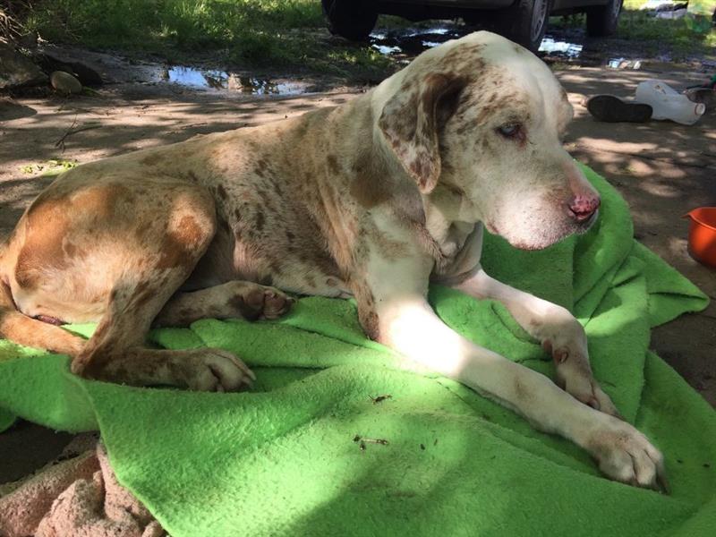Dog returns to Oklahoma family two days after being swept away by flood