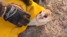 Firefighters rescue barn owl from California wildfire