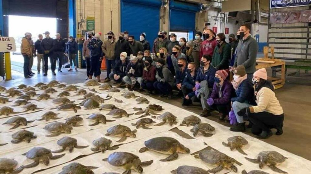 Nearly 5,000 cold-stunned turtles rescued in Texas