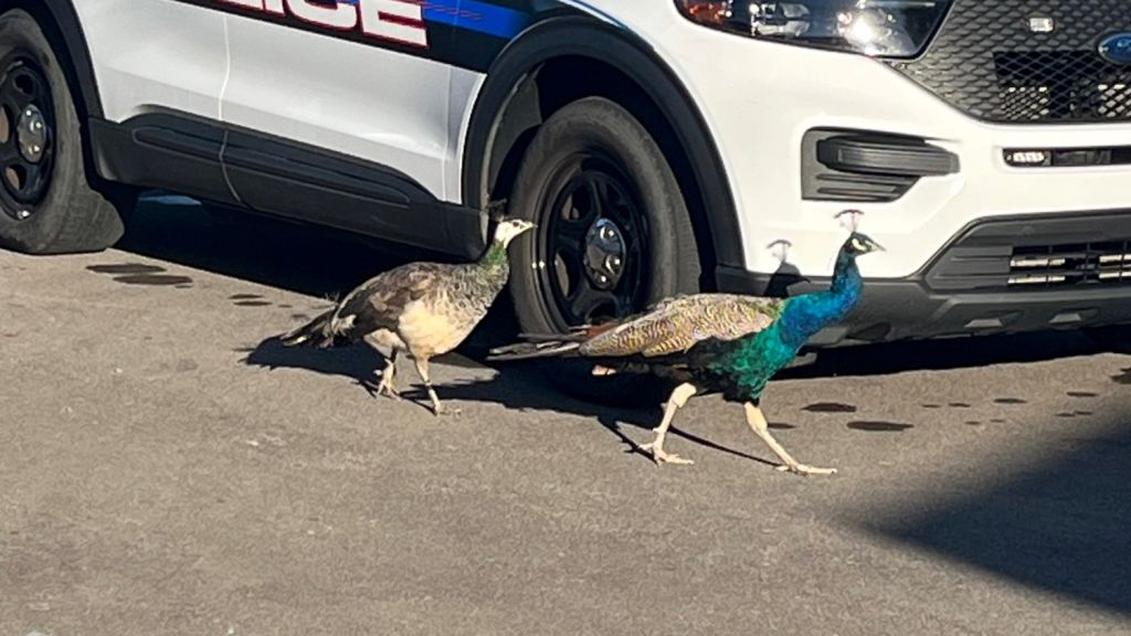 Peacocks removed from parking lot