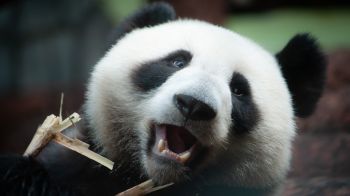 Cute panda bear smiling