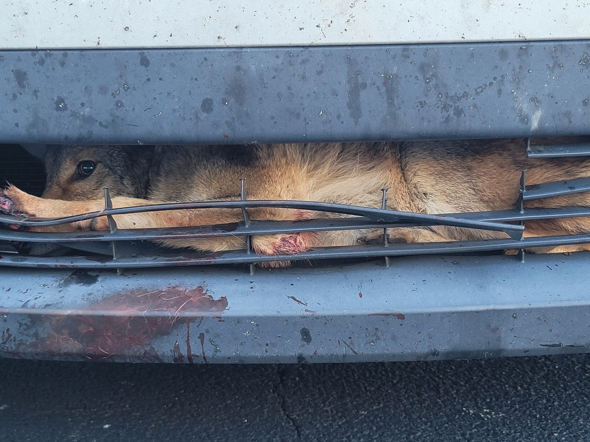 Coyote rescued from inside of car grille