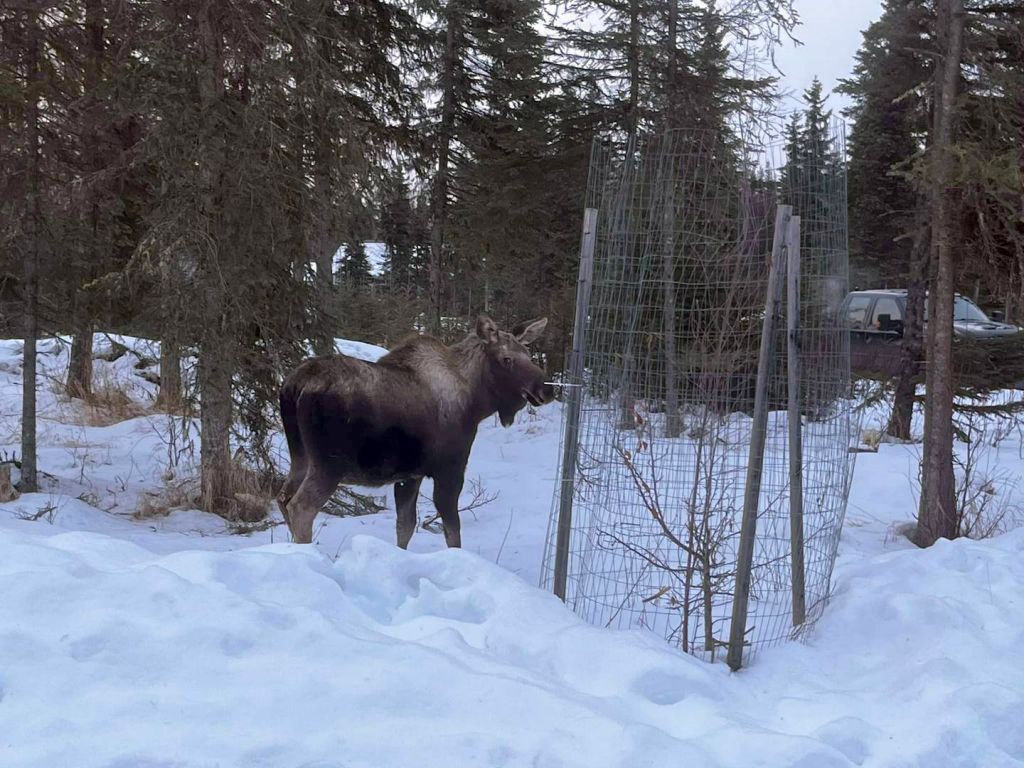 Moose rescued from Alaskan basement
