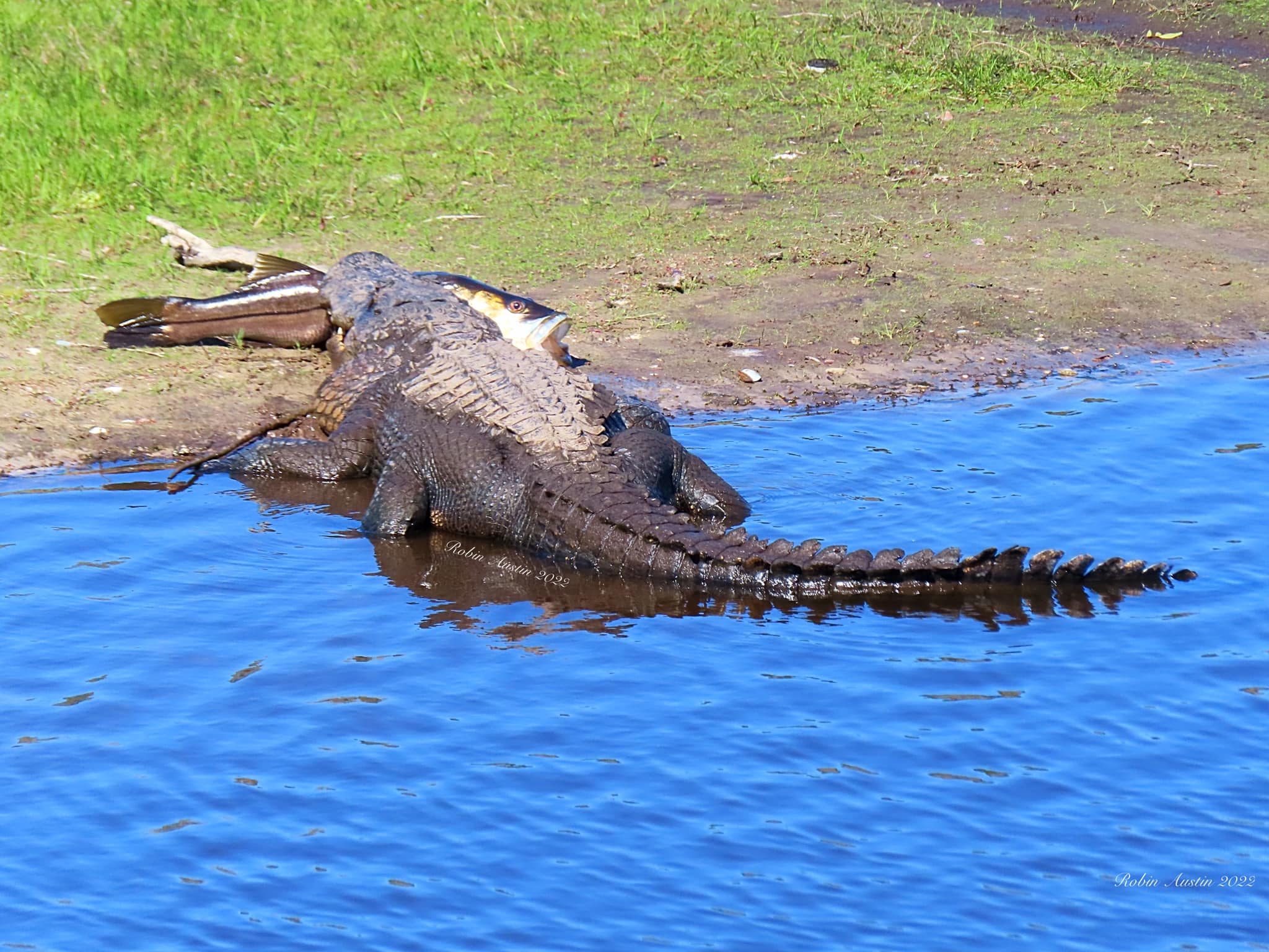 Woman finds 10-foot alligator