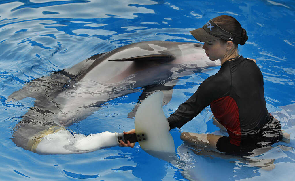 Winter the dolphin