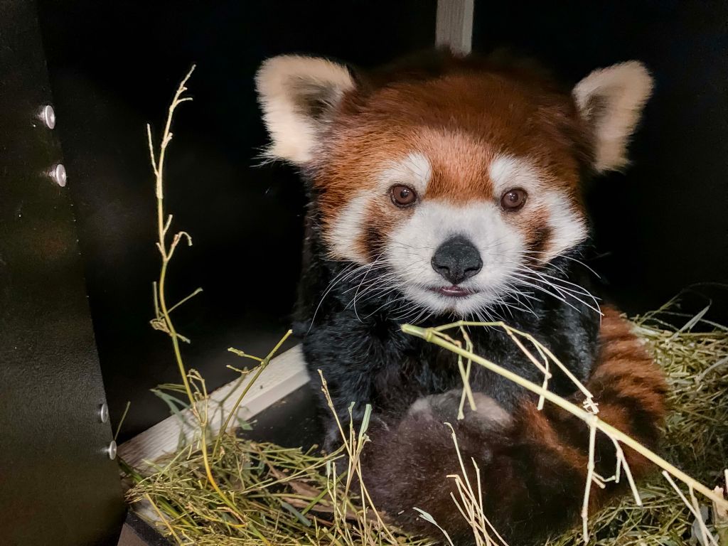 Photos: Milwaukee County Zoo welcomes baby red panda