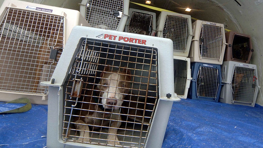 Florida animal group rescues 78 dogs from Texas shelters