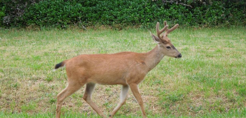 Deer abuse video that went viral ends in court