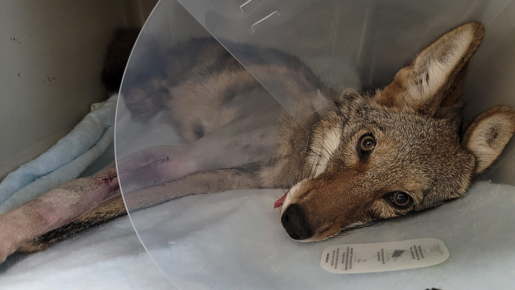 Coyote recovering from surgery