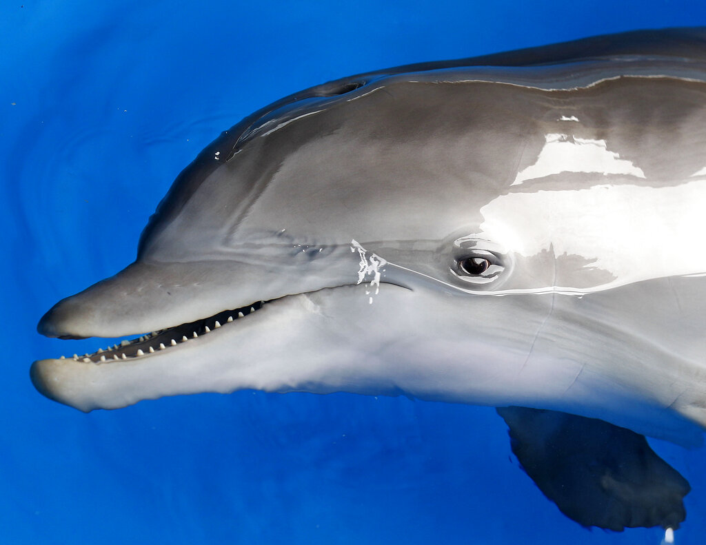 Winter the dolphin
