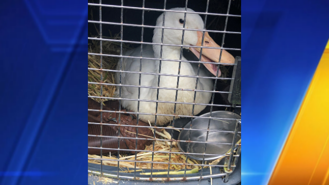 Disabled duck in Washington state needs new legs