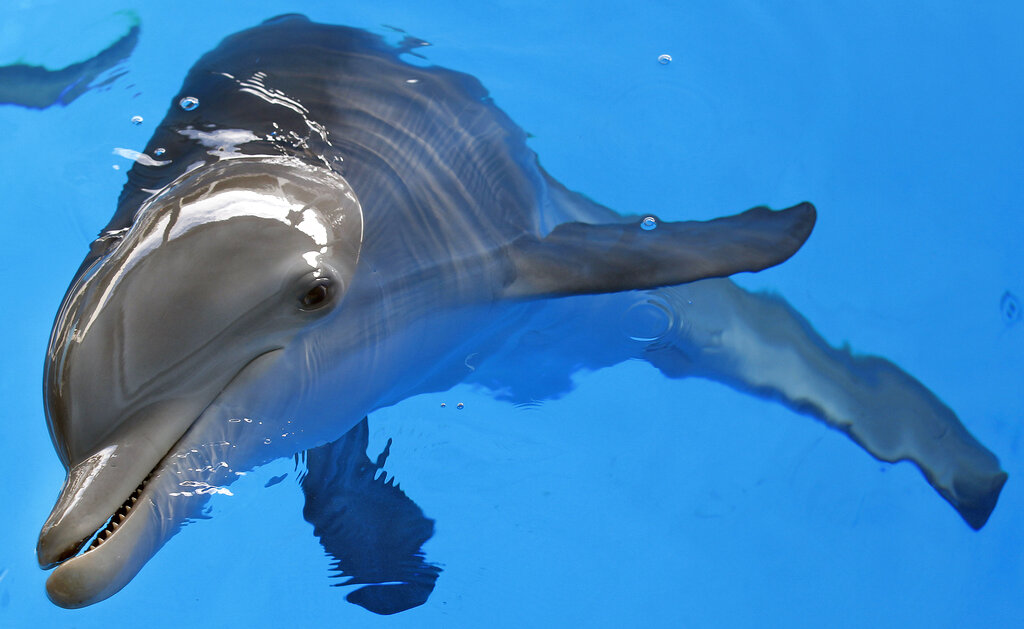 Winter the dolphin