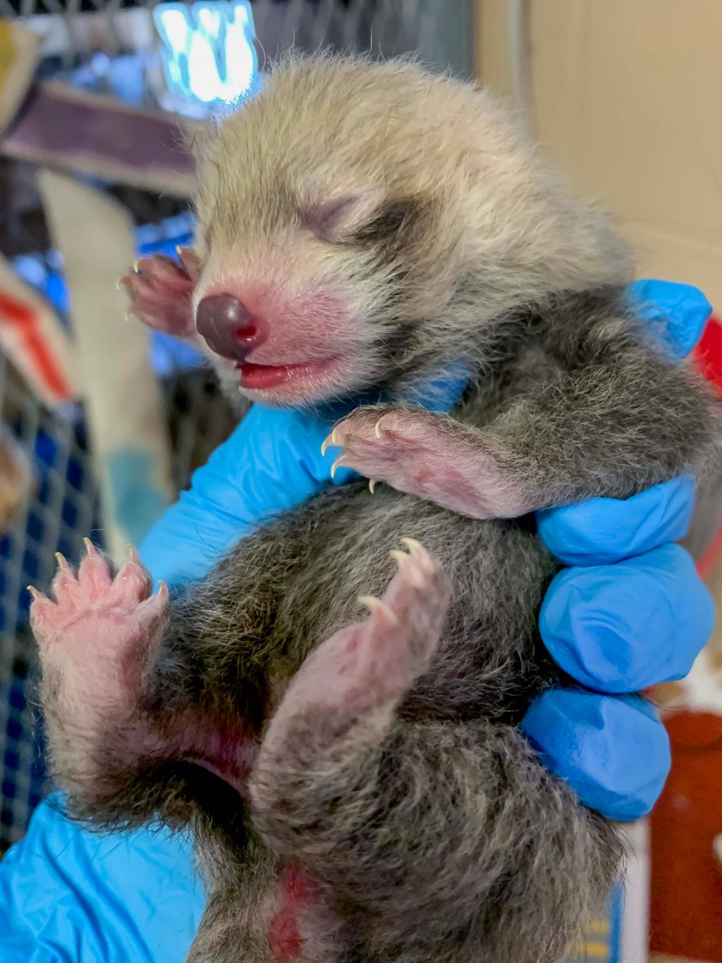 Photos: Milwaukee County Zoo welcomes baby red panda