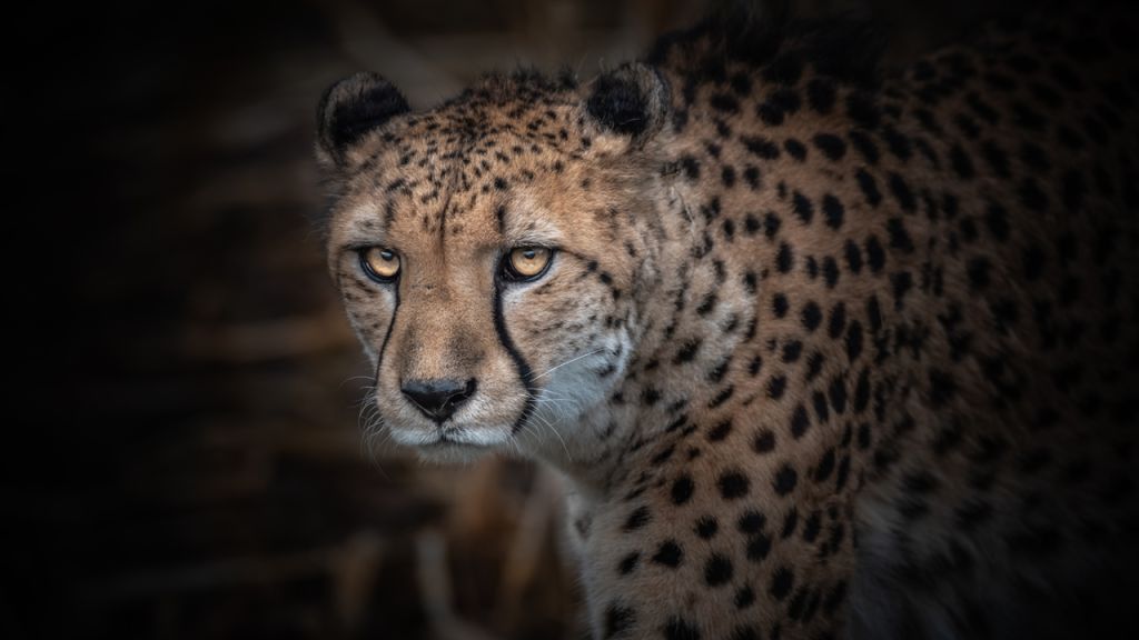 Cincinnati Zoo cheetah brothers Chance, Bravo celebrate 17th birthday