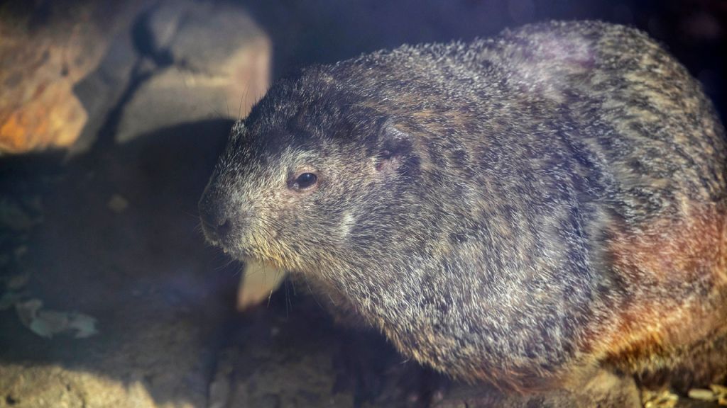Photos: Groundhog Day icon Punxsutawney Phil delivers 2022 prediction