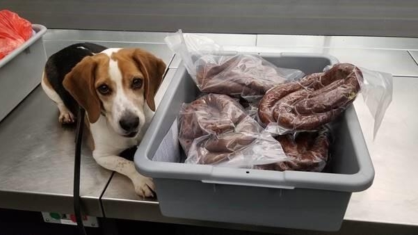 K-9 sniffs out 88 pounds of illegal 'homemade sausage' in luggage at New Jersey airport