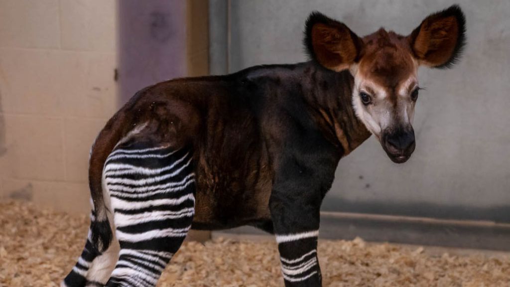 Baby okapi born at OKC Zoo
