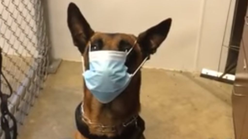 Ohio K-9 shows right way to wear face mask