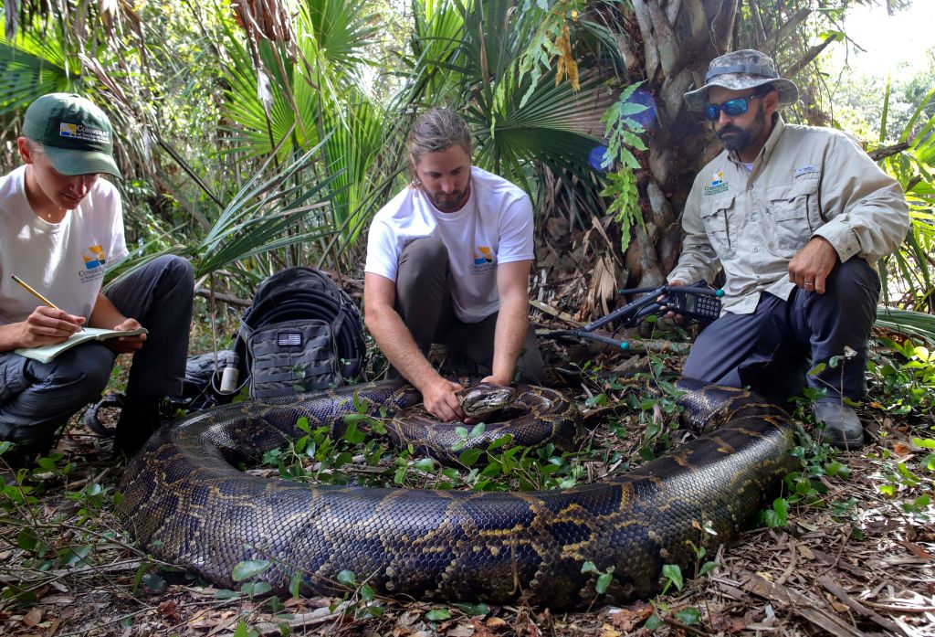 Biologists in Florida capture record-breaking 215-pound, 18-foot-long python