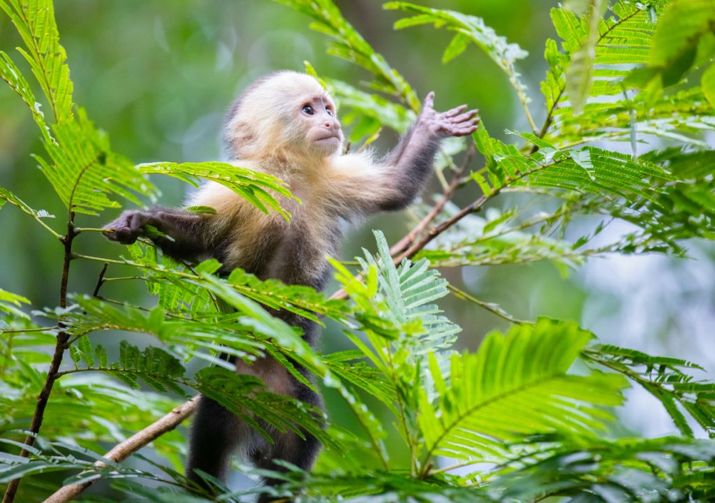 Monkeys escape