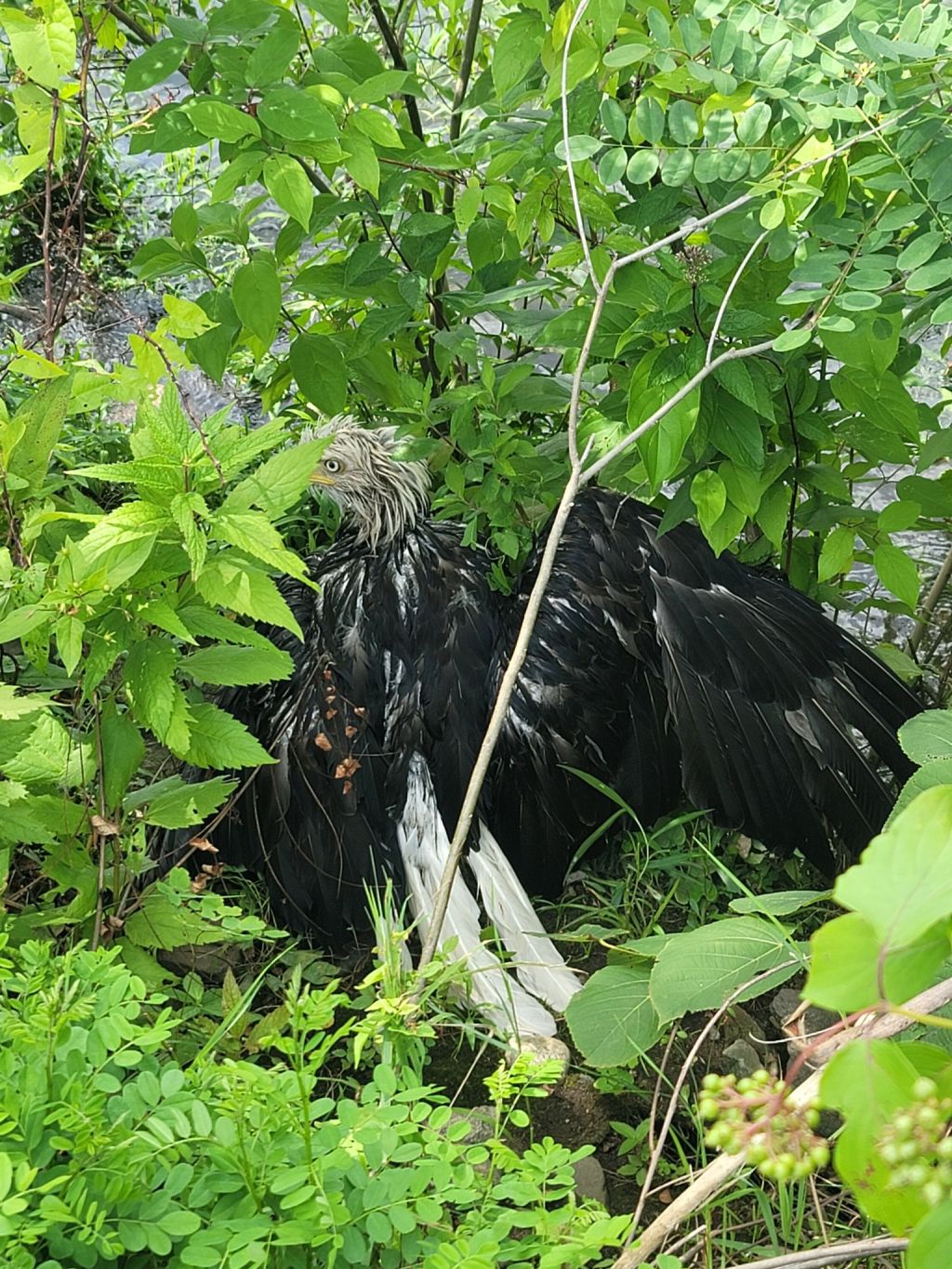 Photos: Injured bald eagle rescued from Massachusetts river bank