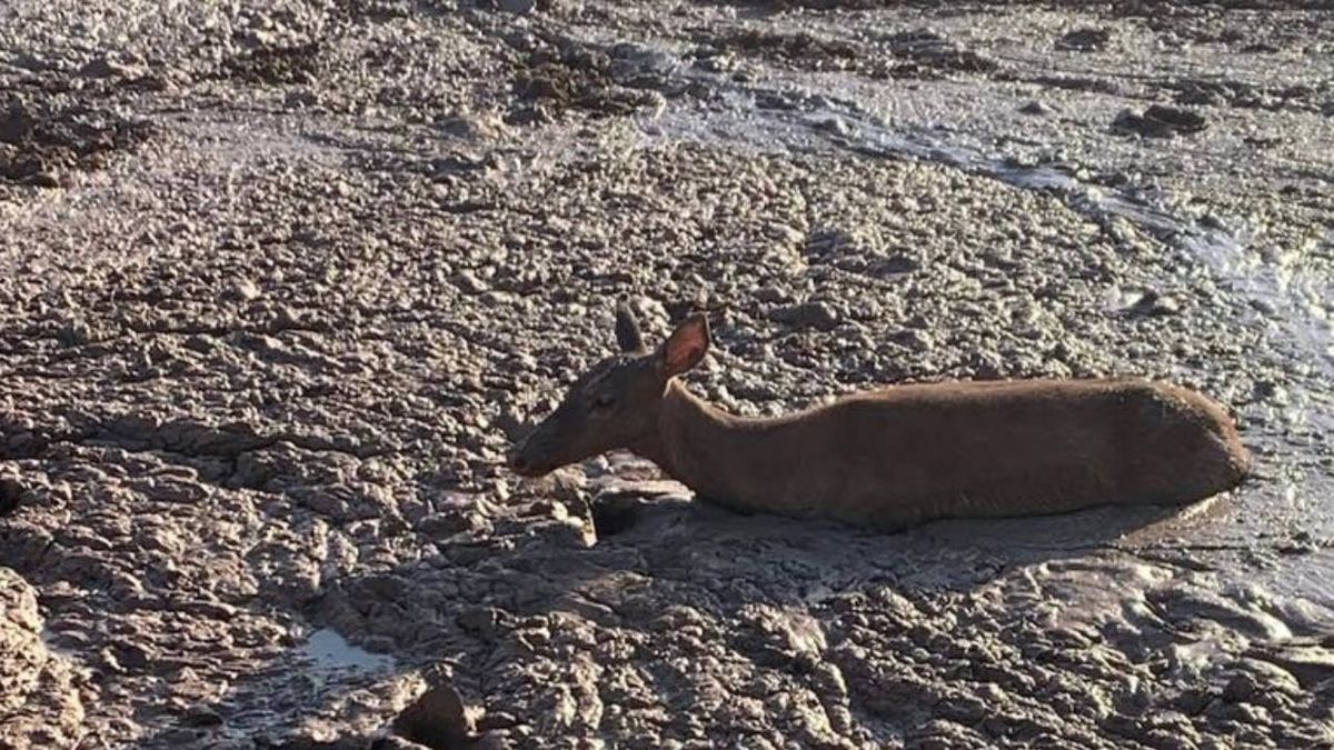 Police in North Carolina rescue deer stuck in mud hole