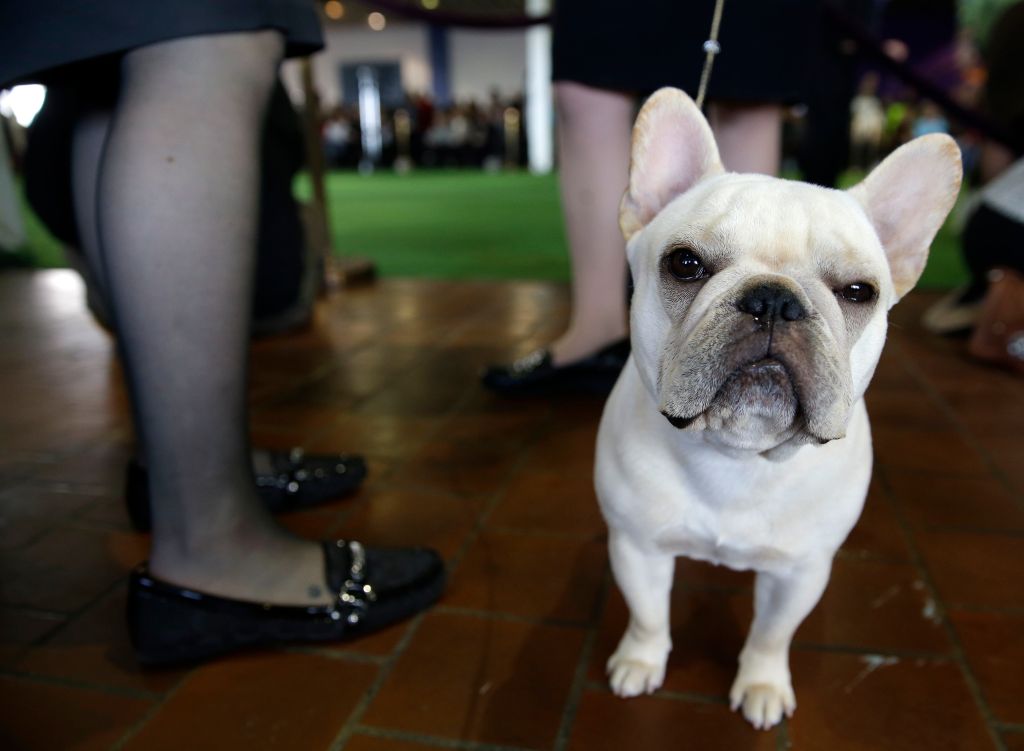 Photos: American Kennel Club’s most popular dogs