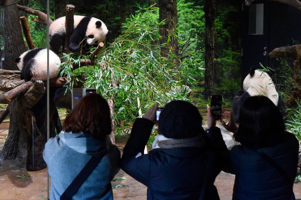 Visitors get their first glimpse of twin pandas in Japan