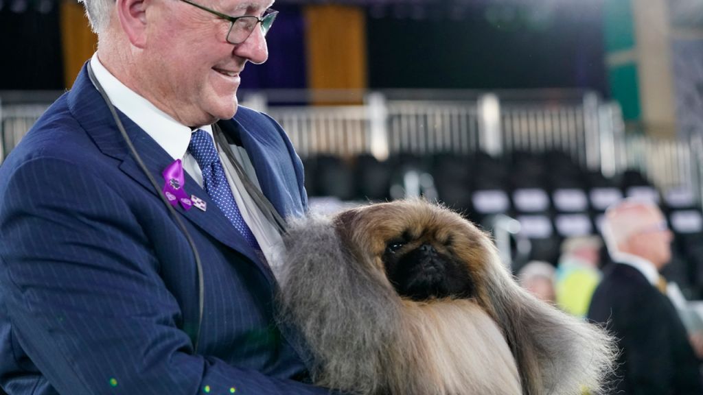Photos: 2021 Westminster Dog Show