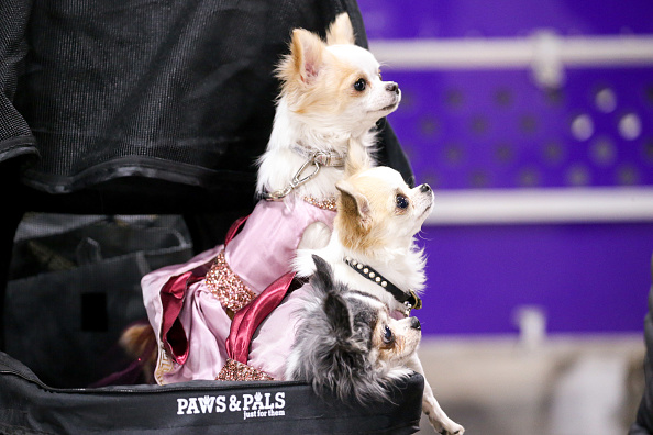 Photos: National Dog Show 2021