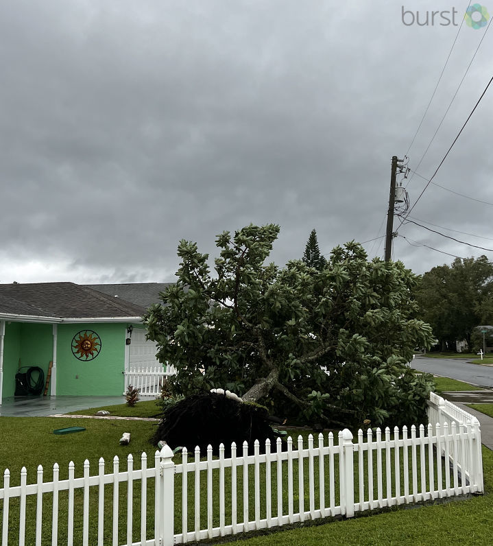 Tree falls down in Kissimmee