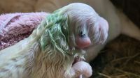 Puppy born with green fur