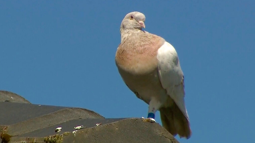 Racing pigeon that crossed Pacific faces death in Australia