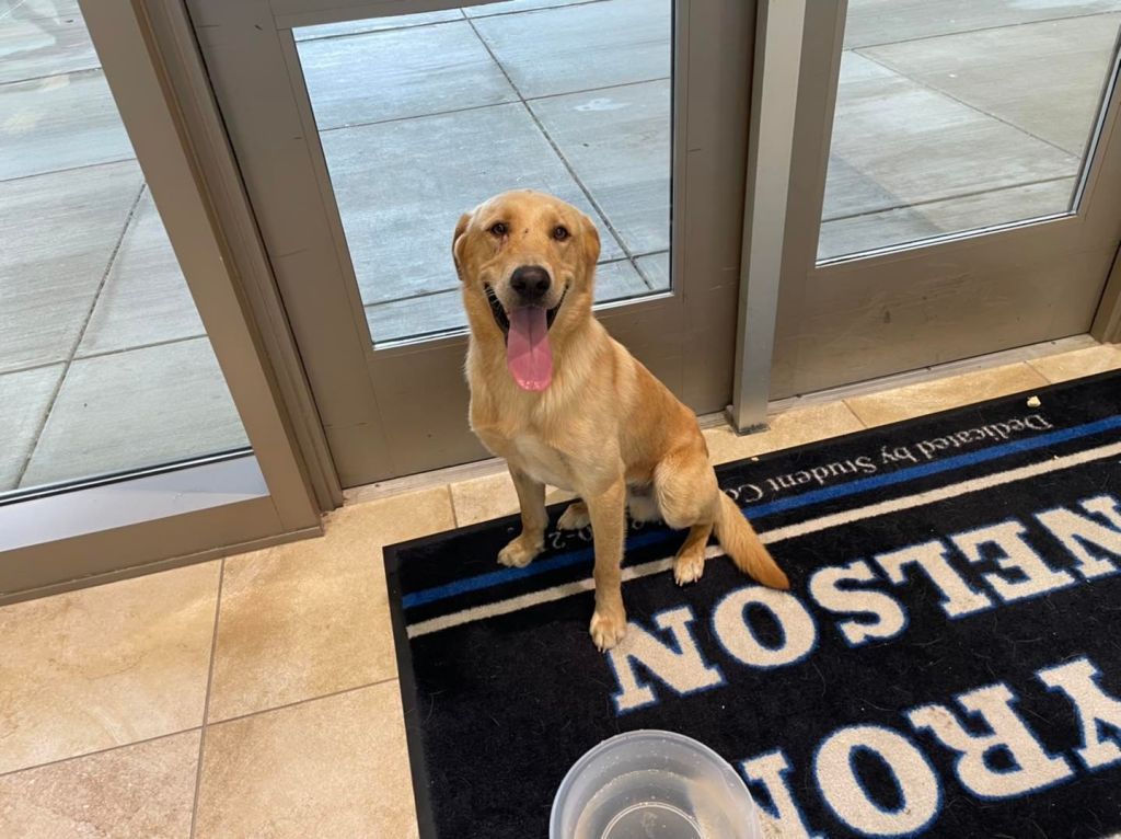 Police in Texas search for owners of dog that snuck into school