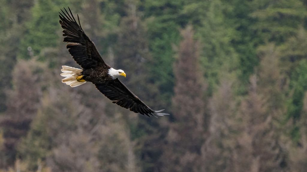Two men charged with killing bald eagle