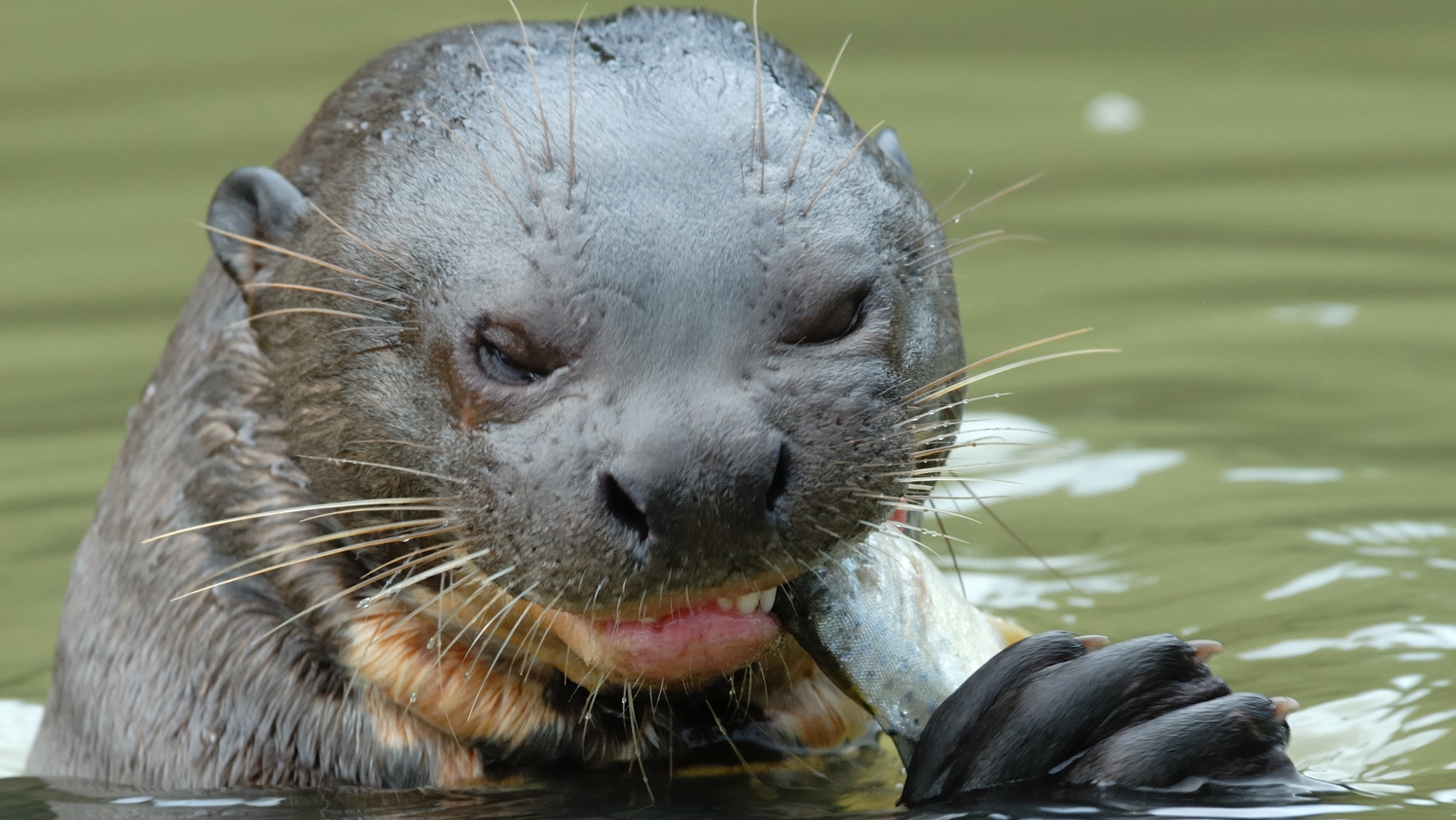 Rare otter attack injures 3 women floating in Montana river