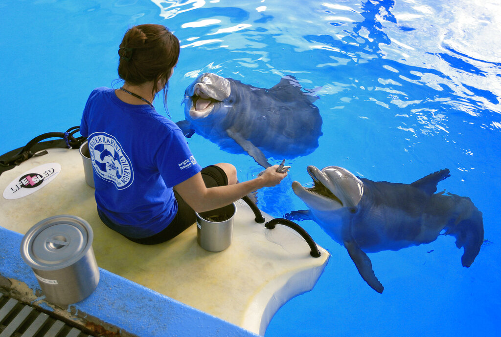 Winter the dolphin