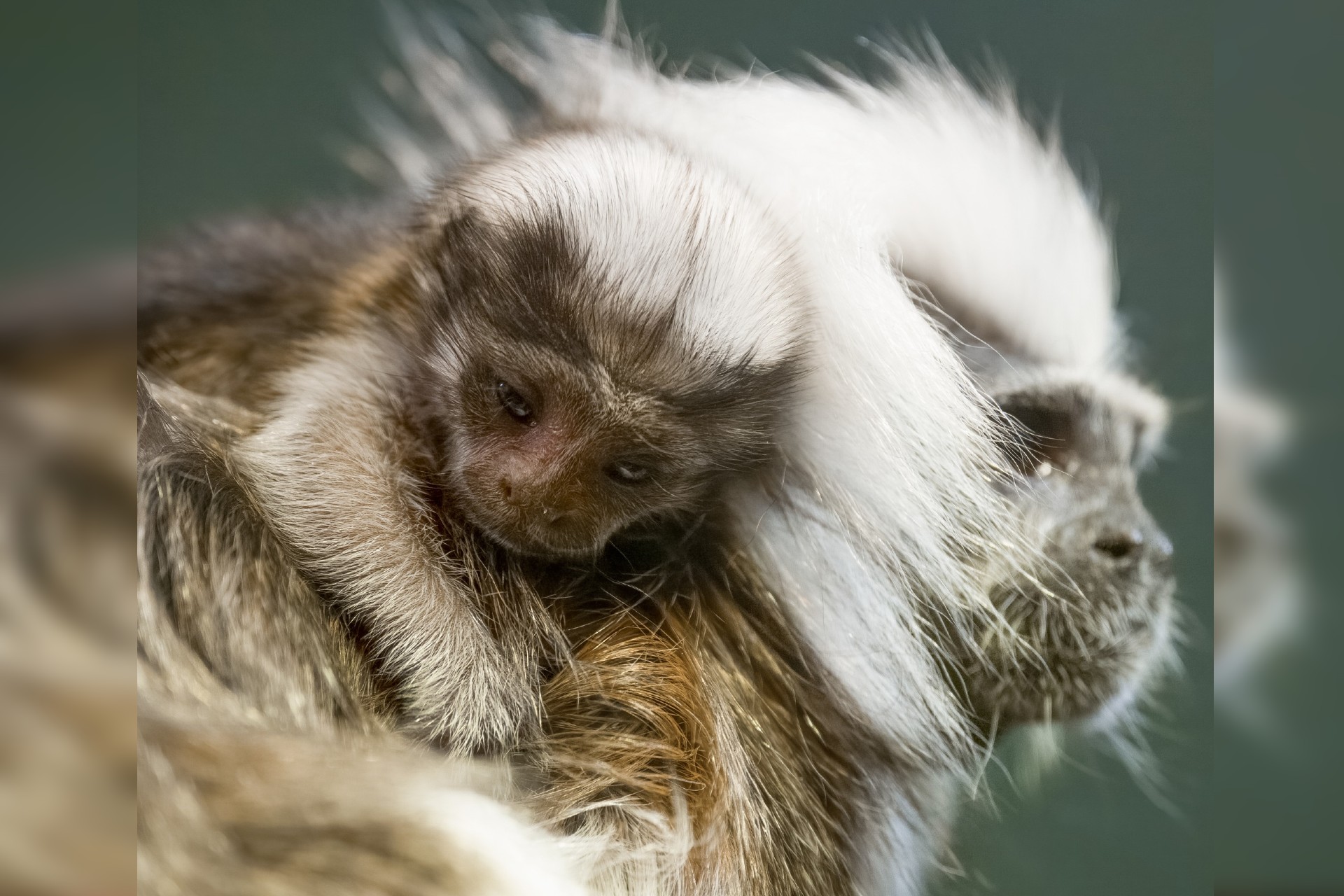 Nashville Zoo welcomes endangered cotton-top tamarin monkey - The