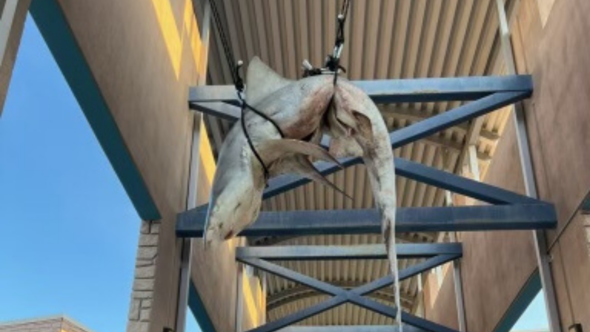 Dead shark found hanging at Florida high school