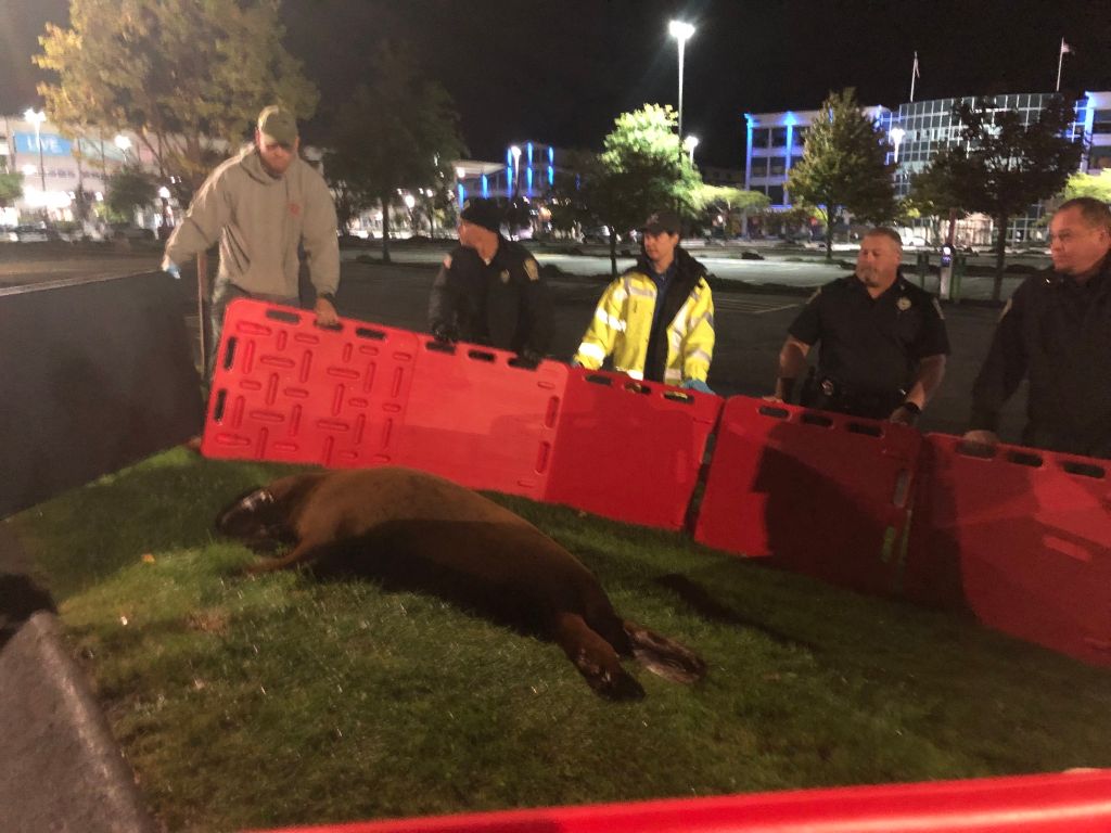 Seal leaves pond, waddles to police station