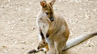 California zoo welcomes first baby wallaby
