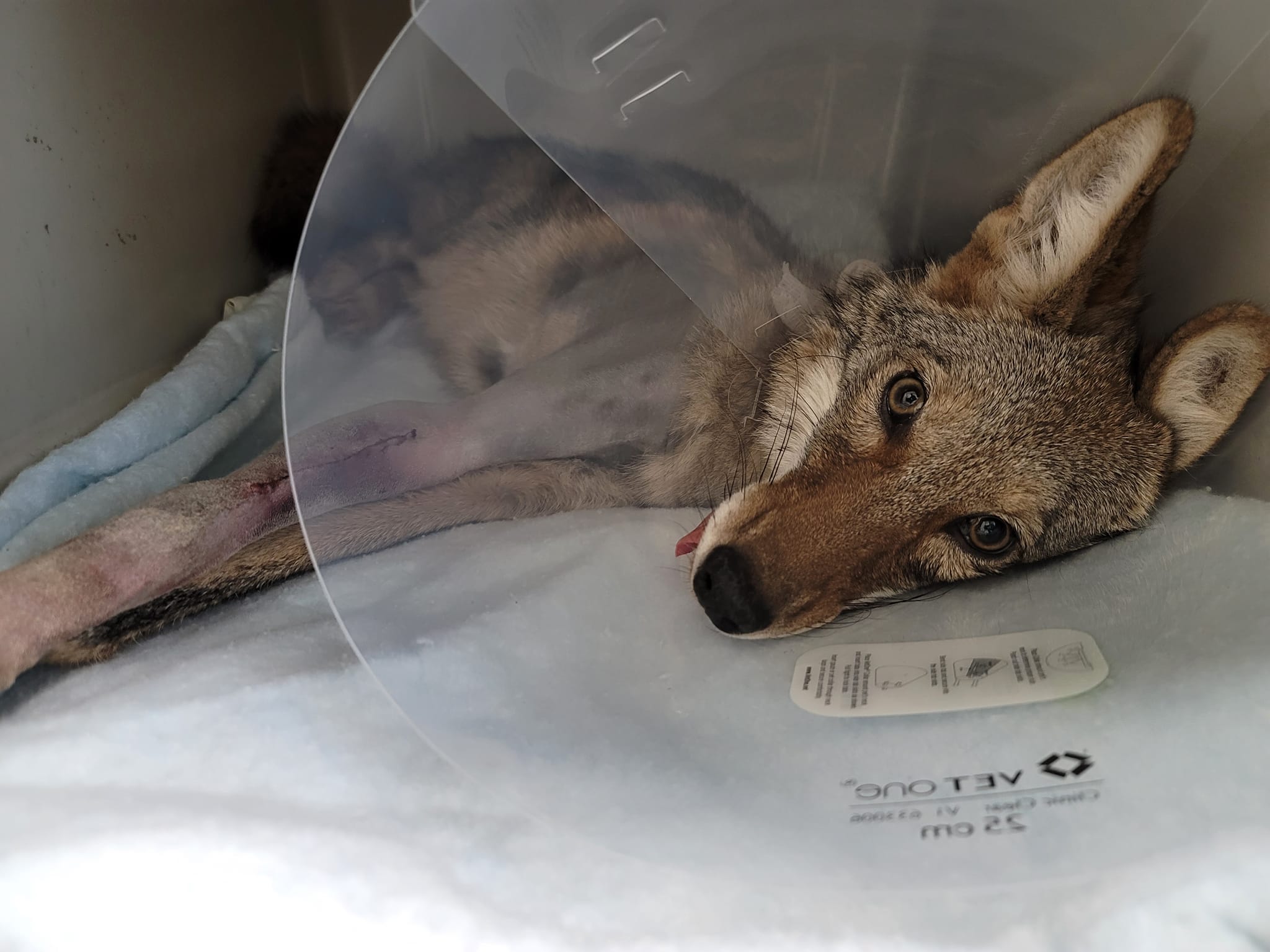 Coyote rescued from inside of car grille