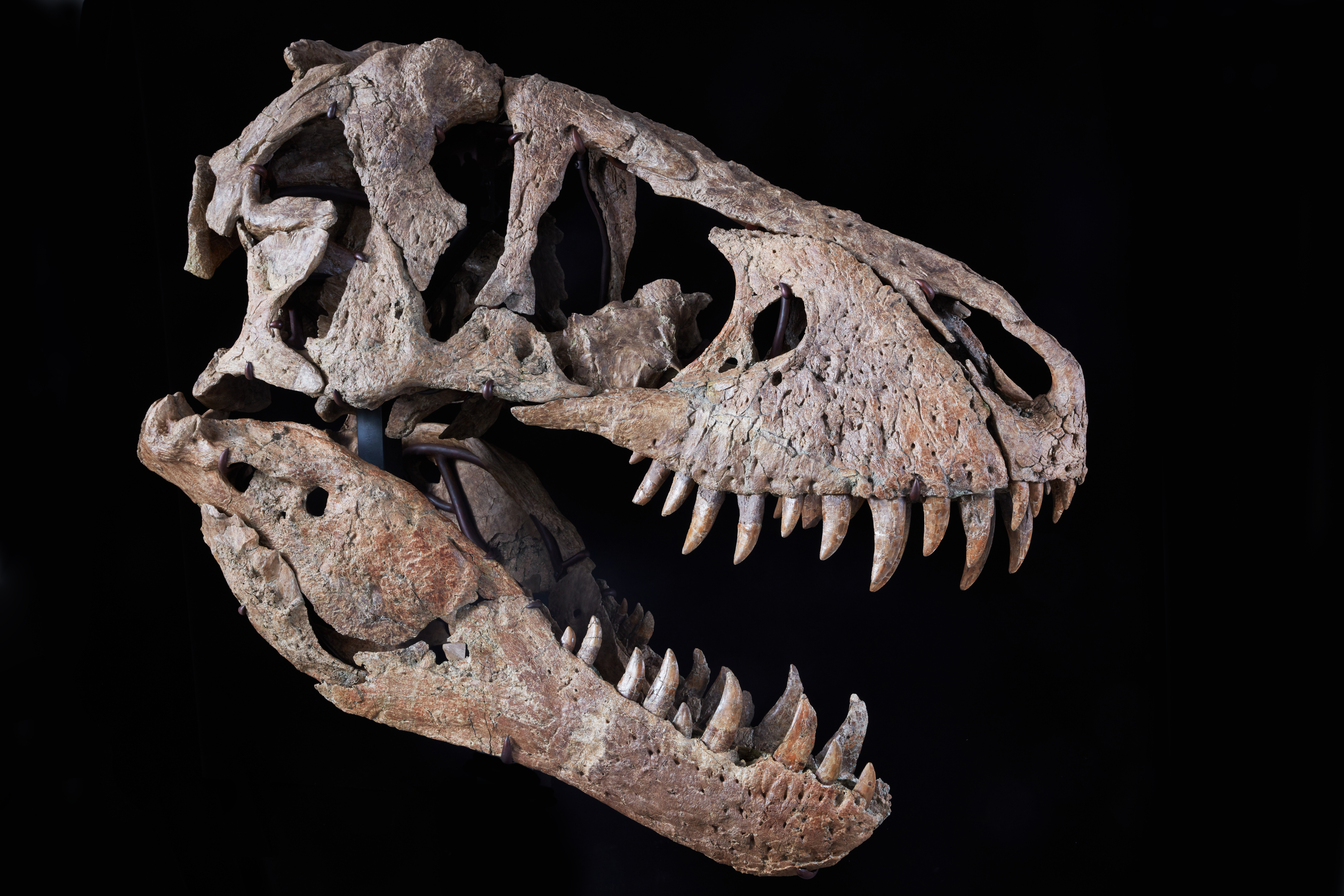 T. rex skull expected to sell for $15 million at auction