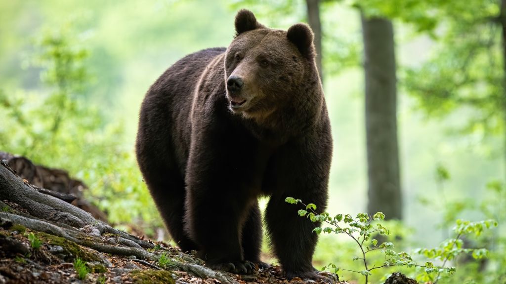 Human remains found in stomachs of 2 of 3 bears suspected of attacking Colorado woman